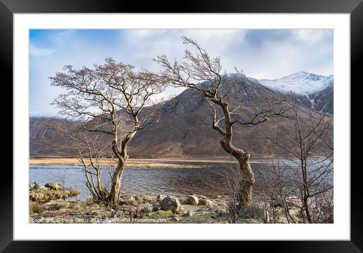 Gnarled Trees on the west bank of Loch Etive in the Highlands, Scotland Framed Mounted Print by Dave Collins