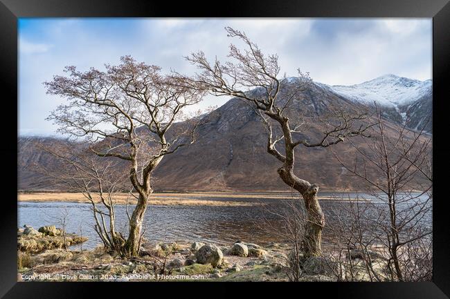 Gnarled Trees on the west bank of Loch Etive in the Highlands, Scotland Framed Print by Dave Collins