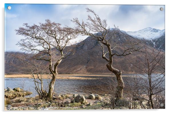 Gnarled Trees on the west bank of Loch Etive in the Highlands, Scotland Acrylic by Dave Collins