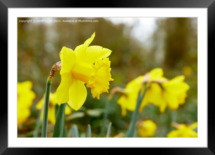 Daffodil Framed Mounted Print by Geoff Taylor
