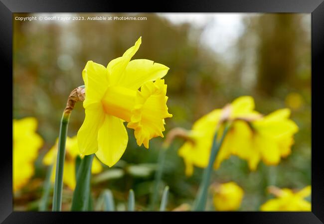 Daffodil Framed Print by Geoff Taylor