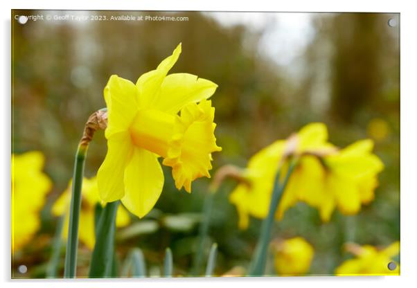 Daffodil Acrylic by Geoff Taylor