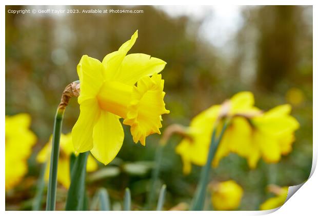 Daffodil Print by Geoff Taylor