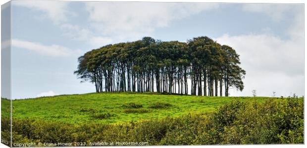 The Nearly Home Trees, coming home trees panoramic Canvas Print by Diana Mower