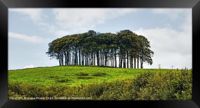 The Nearly Home Trees, coming home trees panoramic Framed Print by Diana Mower