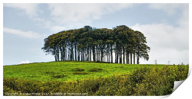 The Nearly Home Trees, coming home trees panoramic Print by Diana Mower