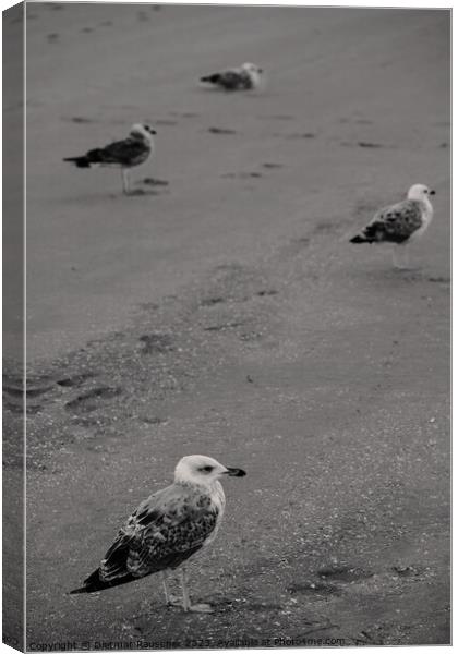 Seagulls on the Beach Canvas Print by Dietmar Rauscher