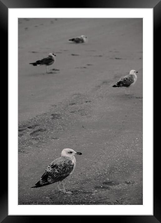 Seagulls on the Beach Framed Mounted Print by Dietmar Rauscher