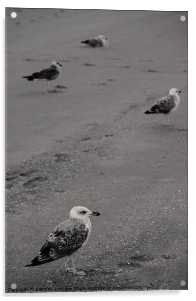 Seagulls on the Beach Acrylic by Dietmar Rauscher