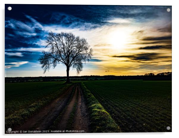 A Lone Oak Tree Acrylic by Ian Donaldson