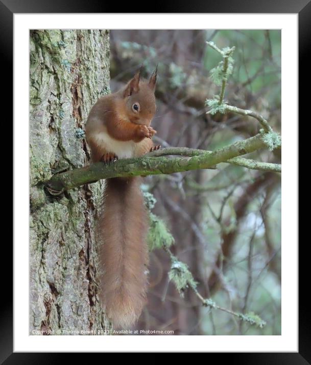 Red Squirrel Dining Framed Mounted Print by Thelma Blewitt