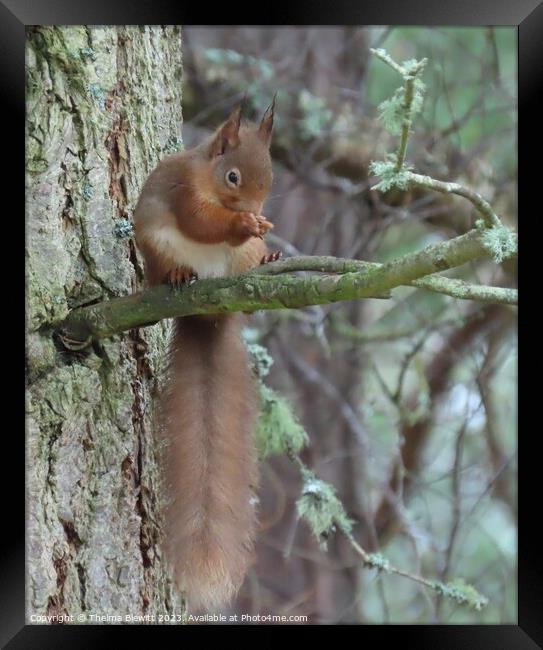 Red Squirrel Dining Framed Print by Thelma Blewitt