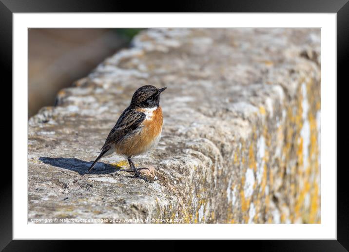 European Stonechat (Saxicola rubicola) Framed Mounted Print by MallorcaScape Images