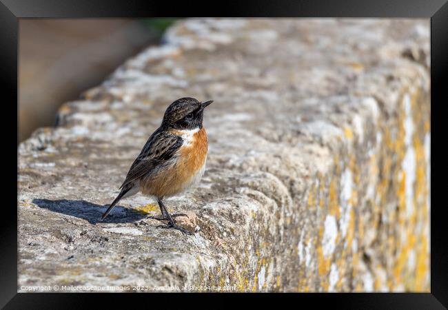 European Stonechat (Saxicola rubicola) Framed Print by MallorcaScape Images