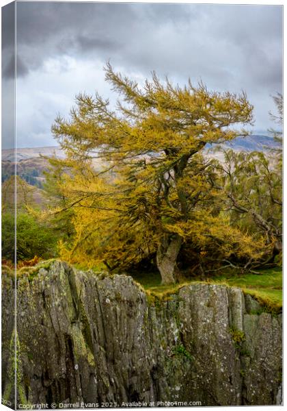 Tree and slate cliff Canvas Print by Darrell Evans