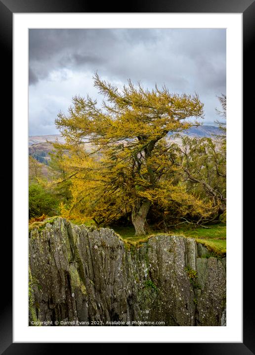 Tree and slate cliff Framed Mounted Print by Darrell Evans