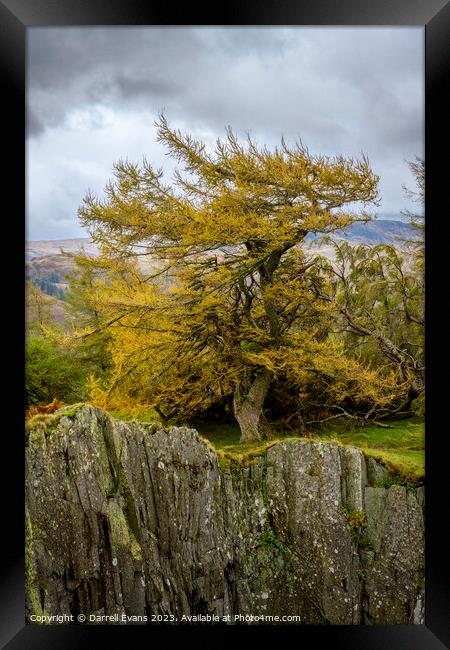 Tree and slate cliff Framed Print by Darrell Evans