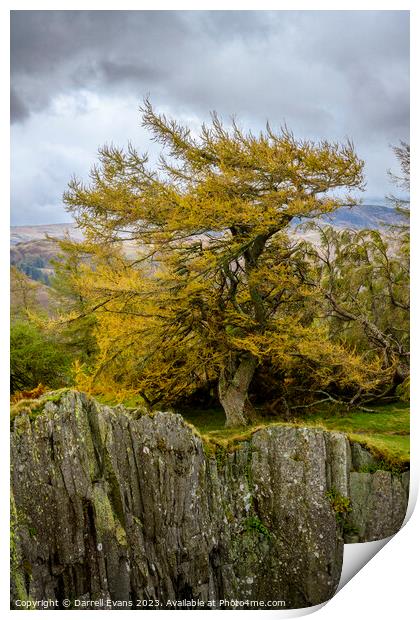 Tree and slate cliff Print by Darrell Evans
