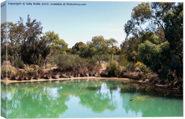 Small pond surrounded by gum-trees Canvas Print by Sally Wallis