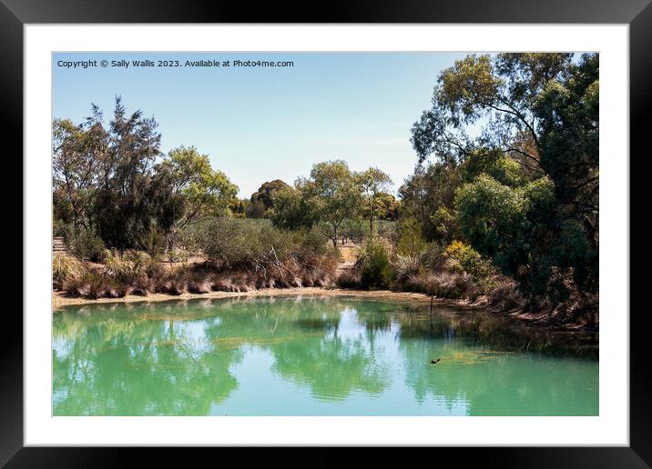 Small pond surrounded by gum-trees Framed Mounted Print by Sally Wallis