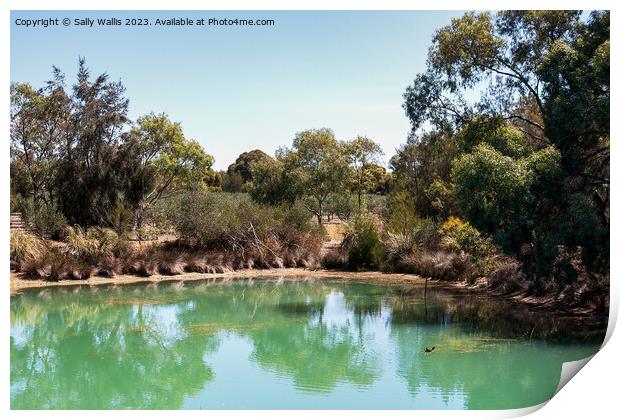 Small pond surrounded by gum-trees Print by Sally Wallis