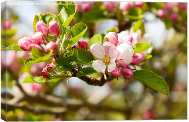 Apple blossom Canvas Print by Geoff Taylor