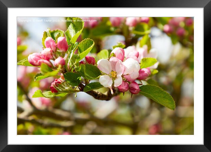 Apple blossom Framed Mounted Print by Geoff Taylor