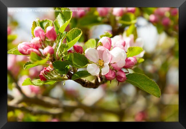 Apple blossom Framed Print by Geoff Taylor