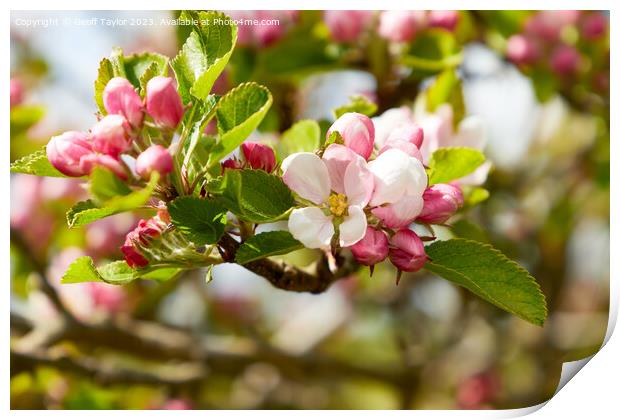 Apple blossom Print by Geoff Taylor