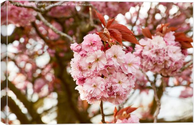 Pink blossom Canvas Print by Geoff Taylor