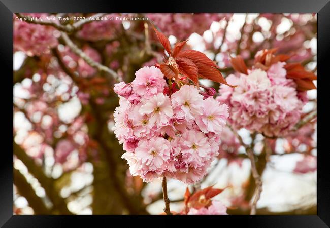 Pink blossom Framed Print by Geoff Taylor