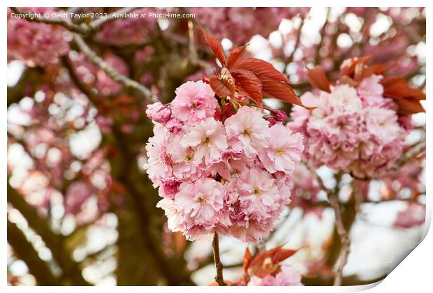 Pink blossom Print by Geoff Taylor