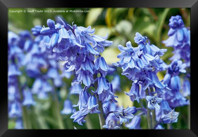 Bluebells Framed Print by Geoff Taylor