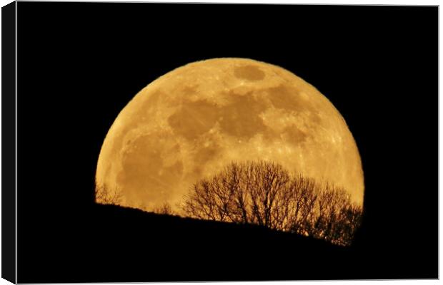 Golden Full Moon Rising Behind Trees Canvas Print by Susan Snow