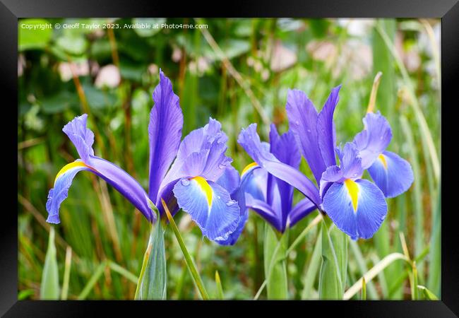 Purple iris Framed Print by Geoff Taylor