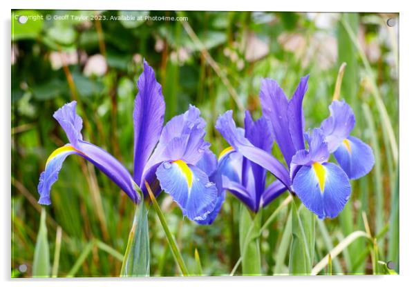 Purple iris Acrylic by Geoff Taylor