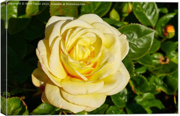 Pale yellow rose Canvas Print by Geoff Taylor