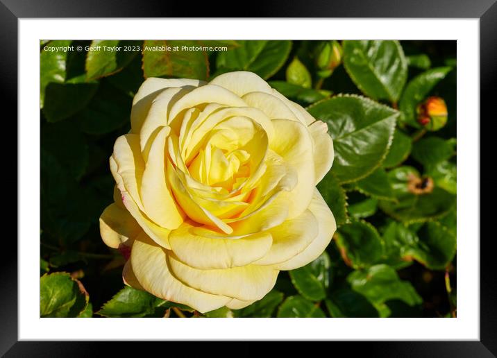 Pale yellow rose Framed Mounted Print by Geoff Taylor