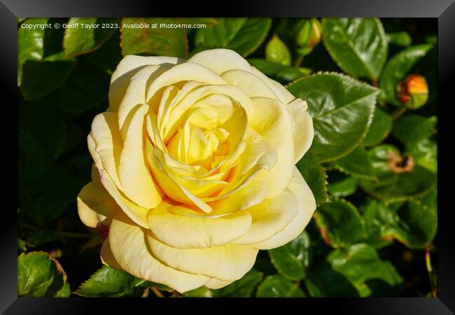 Pale yellow rose Framed Print by Geoff Taylor