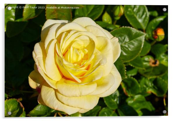 Pale yellow rose Acrylic by Geoff Taylor