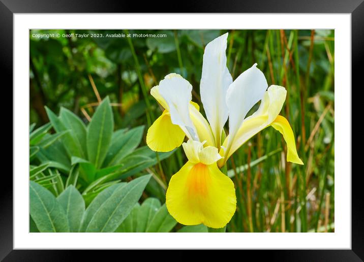 Yellow iris Framed Mounted Print by Geoff Taylor