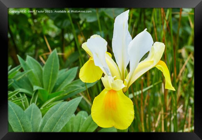 Yellow iris Framed Print by Geoff Taylor