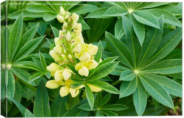 Yellow lupin Canvas Print by Geoff Taylor