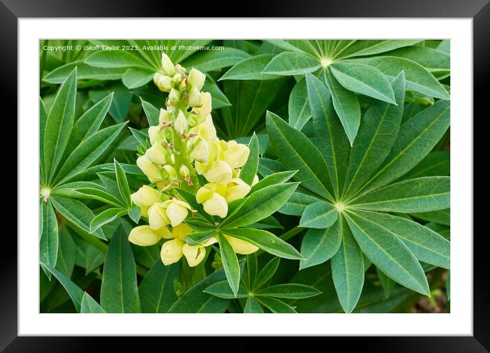 Yellow lupin Framed Mounted Print by Geoff Taylor