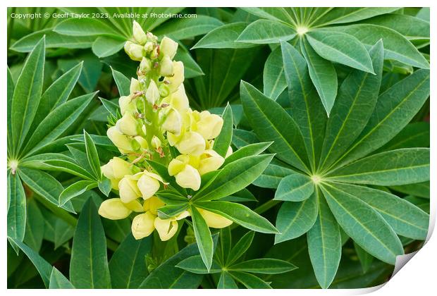 Yellow lupin Print by Geoff Taylor