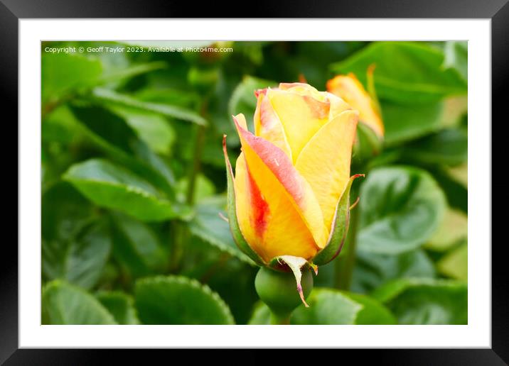 Rose bud Framed Mounted Print by Geoff Taylor