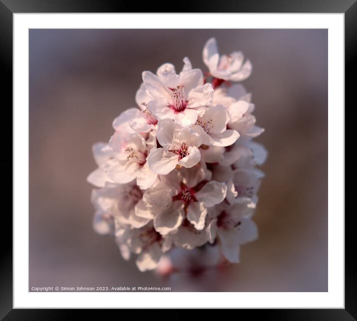spring blossom Framed Mounted Print by Simon Johnson