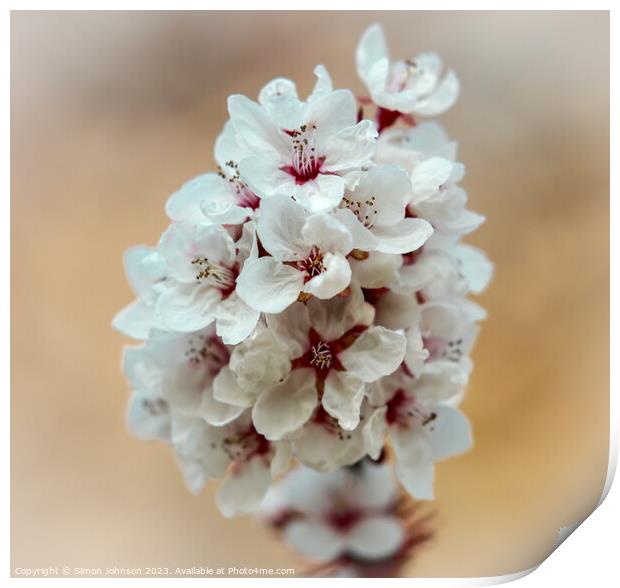 Spring blossom Print by Simon Johnson