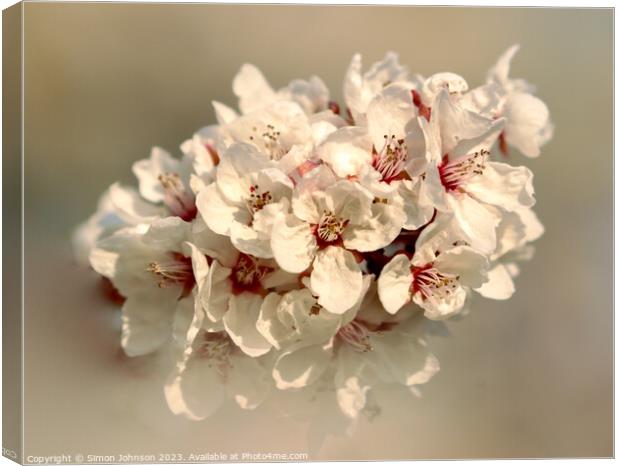 Spring Blossom Canvas Print by Simon Johnson