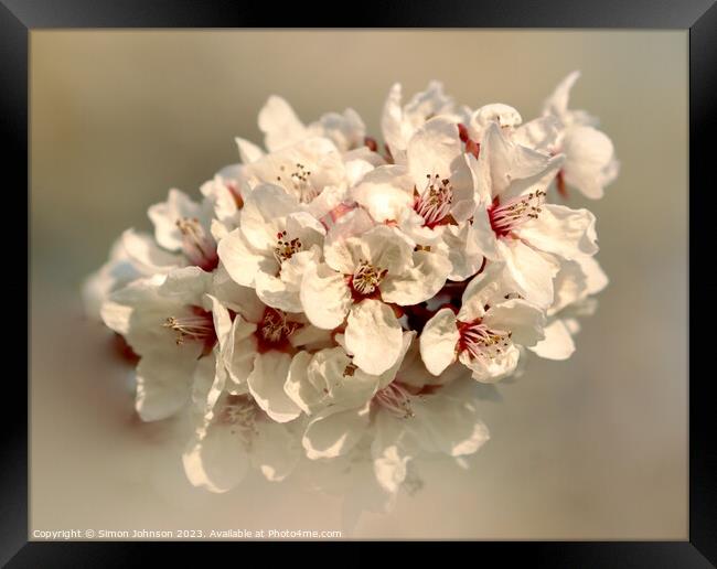 Spring Blossom Framed Print by Simon Johnson